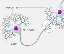 Amyloid and tau; partners in crime - Alzheimer's Research UK Blog